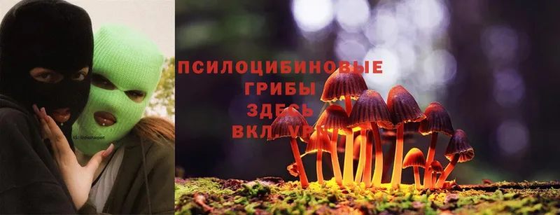 Псилоцибиновые грибы Psilocybe  даркнет сайт  Кимовск 